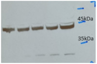 Rabbit anti-Mouse IgG (H&L), HRP conjugated - trial sample in the group Secondary Antibodies / Anti-Mouse / HRP (horse radish peroxidase) at Agrisera AB (Antibodies for research) (AS09 627-trial)